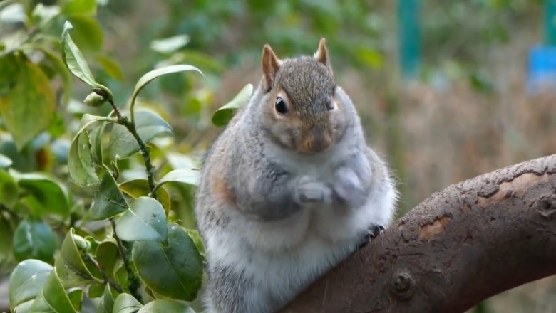 Squirrel of Grace: Prepare to Be Squirrely Impressed!