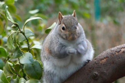 Squirrel of Grace: Prepare to Be Squirrely Impressed!