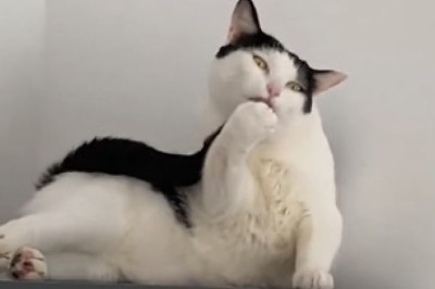 The Purrrr-fect Prescription for Laughter: The Hilariously Lovely Cat that Will Melt Your Heart!