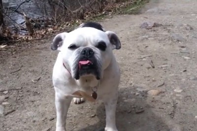 These Hilarious Pets will Have You Laughing Out Loud!