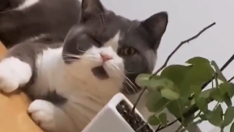 Top Pets Unleash their Hilarious Antics in this Side-Splitting Comedy Compilation!