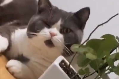 Top Pets Unleash their Hilarious Antics in this Side-Splitting Comedy Compilation!