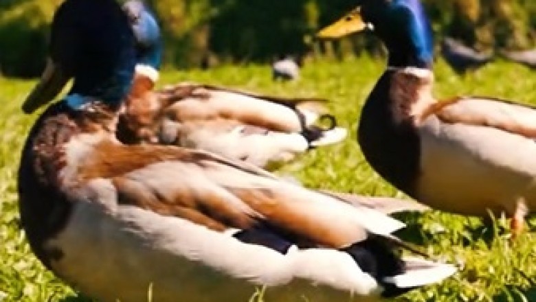 Unbelievable Video: Ducks Take Seats on a Lake Cruise!