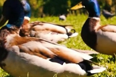 Unbelievable Video: Ducks Take Seats on a Lake Cruise!