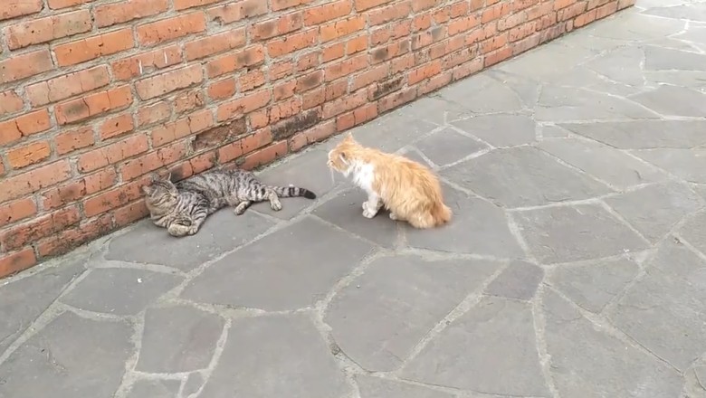 Cat Clash: Feisty Feline vs. Zen Kitty - Whose Paws Will Prevail?