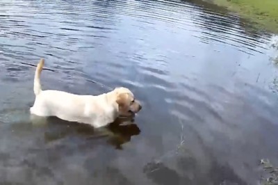 Hilarious Video: Dog and Her Playful Pups Take Over the Pool and Go Wild!