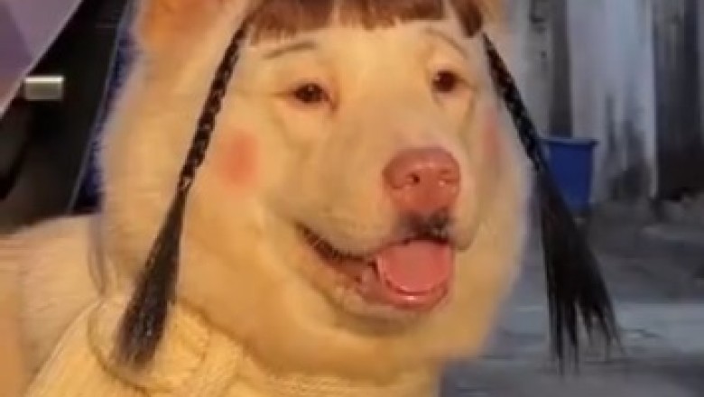 Makeup Mischief: Doggo Tries Glamming It Up - Hilarity Ensues!