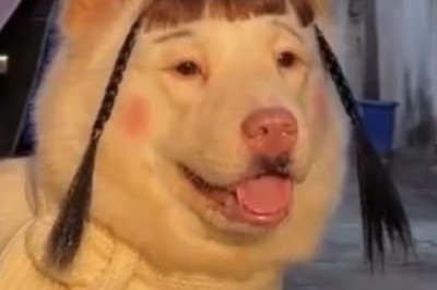 Makeup Mischief: Doggo Tries Glamming It Up - Hilarity Ensues!