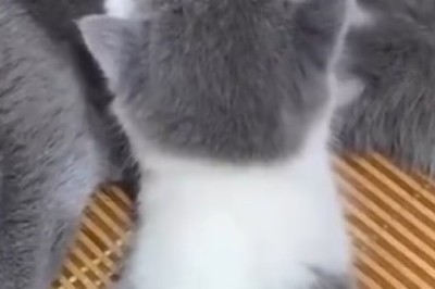 Milk Madness: Hilarious Kitten Meltdown While Expressing Milk Turns into Comedy Gold!