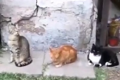 Sneaky Shenanigans Unleashed: Hilarious Trio of Lurking Cats Caught in the Act!