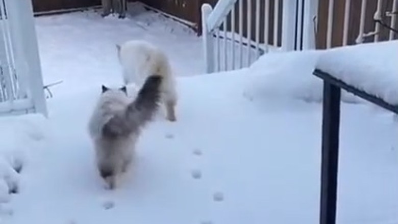 Snow Cats Go Wild! Hilarious antics of fluffy felines in a winter wonderland!
