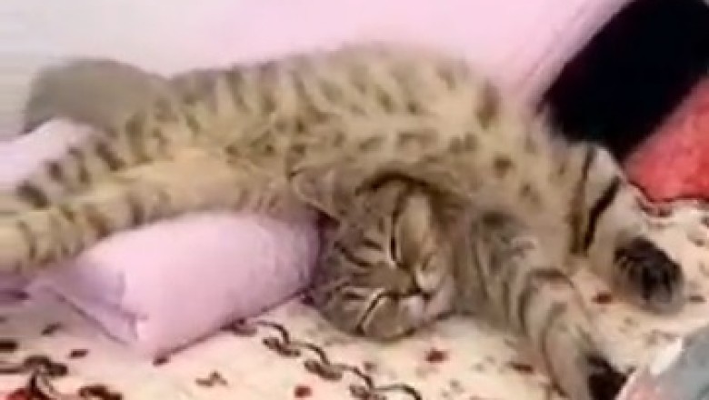 Zen Kitty's Hilarious Yoga Journey: Feline Flexibility at Its Finest!