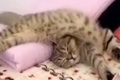 Zen Kitty's Hilarious Yoga Journey: Feline Flexibility at Its Finest!