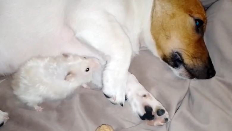A Heartwarming Tale of Friendship: Sad Dog Finds Unexpected Help from a Mouse!
