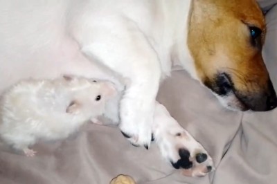 A Heartwarming Tale of Friendship: Sad Dog Finds Unexpected Help from a Mouse!
