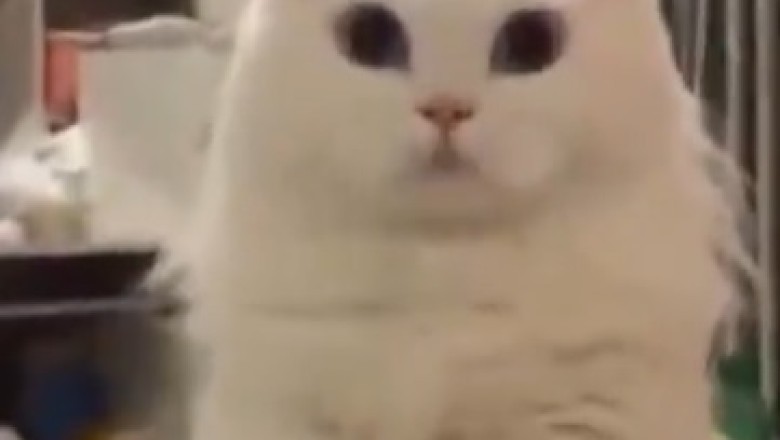 Catch this Hilarious Cat Dancing in Slo-Mo!