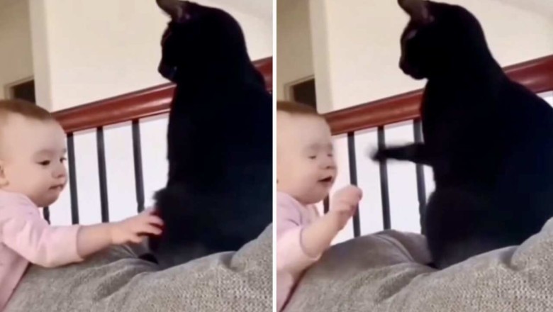 Cats vs. Babies: Hilarious Video Reveals Cats' Zero Patience!