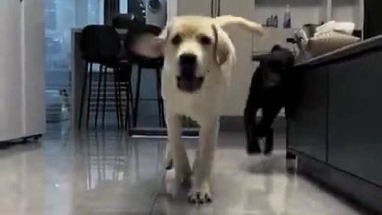 Cuteness Overload: Watch These Adorable Dogs Turn a House into Their Play Haven!