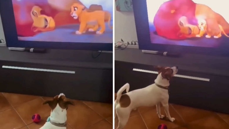Heartwarming Video: Puppy's Emotional Response to 'The Lion King' Leaves Internet in Tears