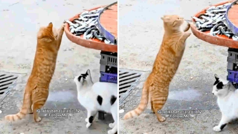 Hilarious Cat Getting Caught Stealing Fish at Fair: Internet's Funniest Video