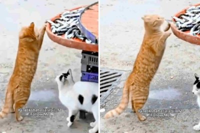 Hilarious Cat Getting Caught Stealing Fish at Fair: Internet's Funniest Video