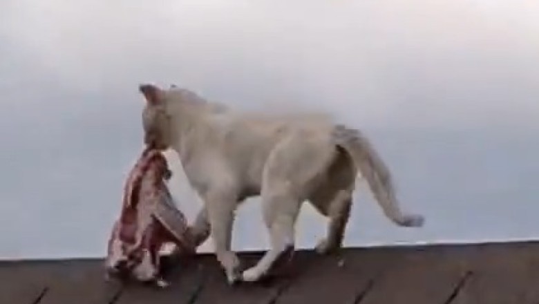 Hilarious Cat Hijinks: When a Feline Uses a Sheep's Shoulder as a Ladder to the Rooftop! Prepare for Side-Splitting Laughter!