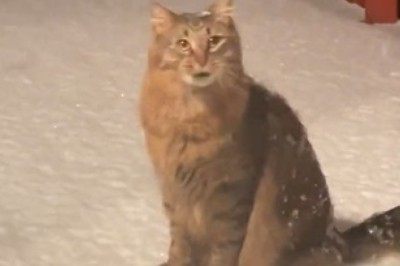 Hilarious Feline Frolics! Cat Goes Bananas over Snow, and You Won't Stop Laughing!