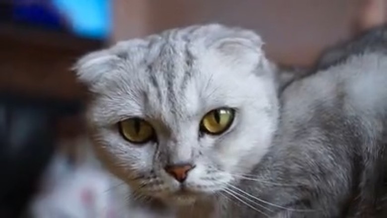 Hilarious Feline Quirks Alert: Meet the Earless Cat with a Personality that Defies Stereotypes!