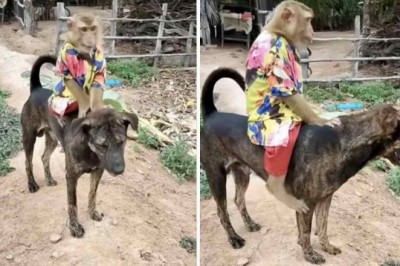 Hilarious Video: Lazy Monkey Rides Little Dog - Internet's Newest Obsession!