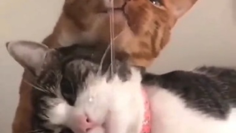 Hilarious Water Fiasco: Watch These Clever Cats Tackle the Tap! You Won't Believe Your Eyes!