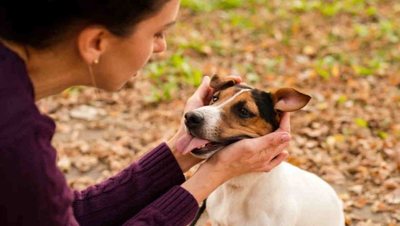 Unveiling the Silent Threat: The Shocking Truth about Mastocytoma in Dogs and Cats