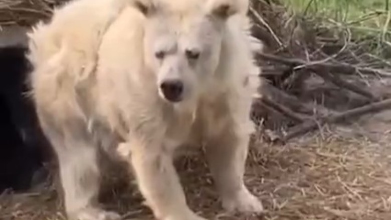 When you try to have a conversation with a Bear but it's just not having it! Hilariously Unresponsive Bear Video!