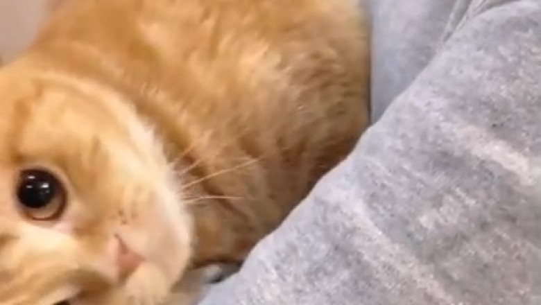Adorable Cat's Hilarious Battle for Bedtime Bliss Will Make Your Day!