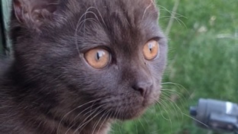 Adorably Hilarious: This Funny Video of a Lovely Cat Will Melt Your Heart and Tickle Your Funny Bone!