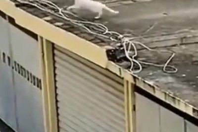 Ceiling Cat's Epic Leap of Faith: This Hilarious Video Will Leave You in Awe!