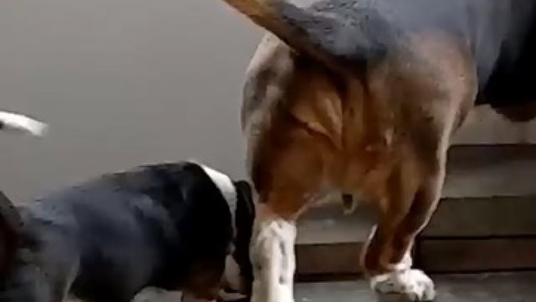 Dog to the Rescue! Watch the Hilarious Moment a Big Pooch Saves a Tiny Dog from a Door Dilemma!