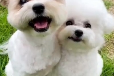 Double Dose of Happiness: Watch These Two Small Dogs Spread Joy!