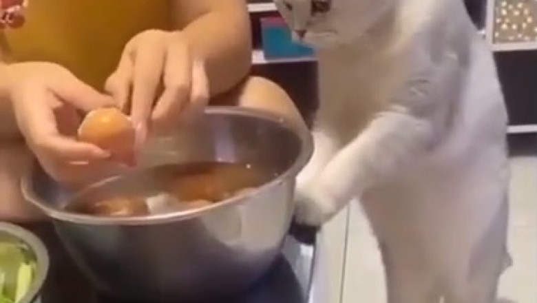 Eggs-travaganza! Hilarious Video Reveals Cat's Ultimate Obsession with Eggs - You Won't Believe the Funny Antics!