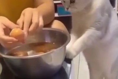 Eggs-travaganza! Hilarious Video Reveals Cat's Ultimate Obsession with Eggs - You Won't Believe the Funny Antics!