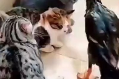 Feathers Fly as Cat and Goose Engage in Epic Battle of Wits!