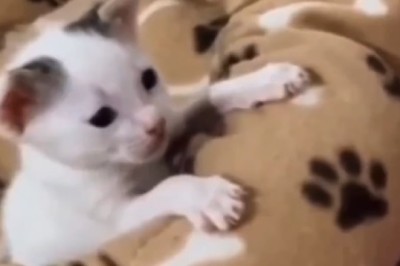 Feline Funnies Extravaganza: These Hilarious Cats Will Paw-sitively Melt Your Heart!