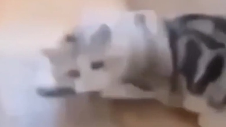 Gravity-Defying Cat: Watch in Amusement as This Fearless Feline Takes an Unexpected Dive from the Table!