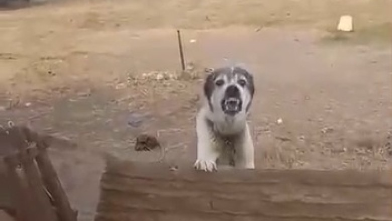 Hilarious Dog Thinks It's the Star of an Action Movie, Gives Epic Performance!