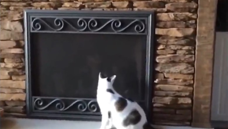 Hilarious Pet Chronicles: Prepare for Nonstop Laughter with these Ridiculously Funny Pets!