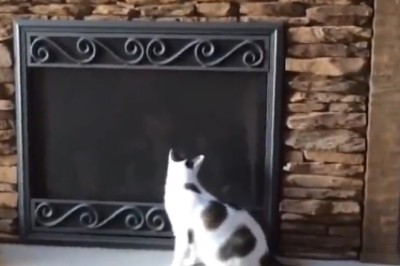 Hilarious Pet Chronicles: Prepare for Nonstop Laughter with these Ridiculously Funny Pets!