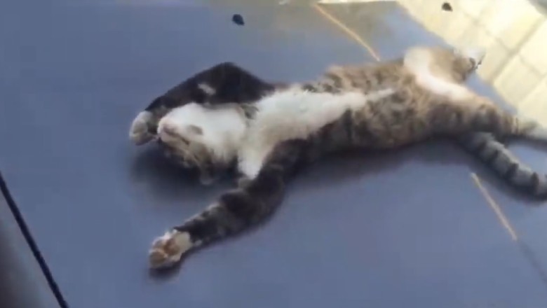 Hilarious Pets Gone Wild: Prepare for Non-Stop Laughter in this Gut-Busting Funny Video Compilation!