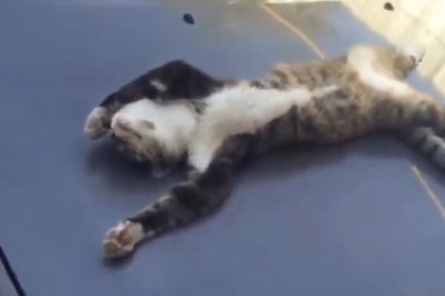 Hilarious Pets Gone Wild: Prepare for Non-Stop Laughter in this Gut-Busting Funny Video Compilation!