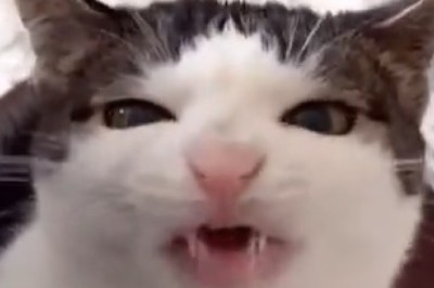 Hungry Cat Eats Like There's No Tomorrow - Hilarious Munch Time Frenzy!