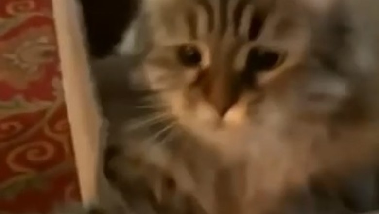 Pawsitively Hilarious: This Viral Video of Cats Being Funny Will Have You ROFL-ing!