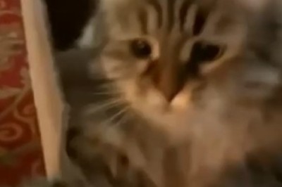 Pawsitively Hilarious: This Viral Video of Cats Being Funny Will Have You ROFL-ing!